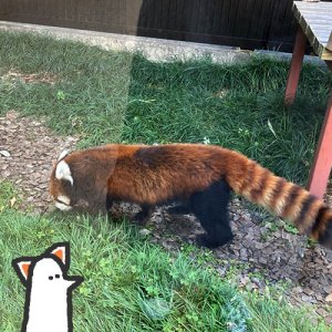 【番外編】カトリさん、二本足で立つー日本平動物園